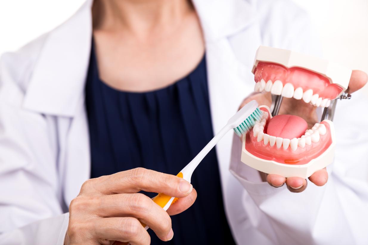 A dentist holding a model of a mouth with a toothbrush